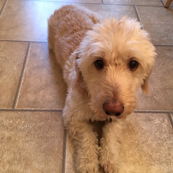 Meet your Posher, Barbara - Picture 1 of 1